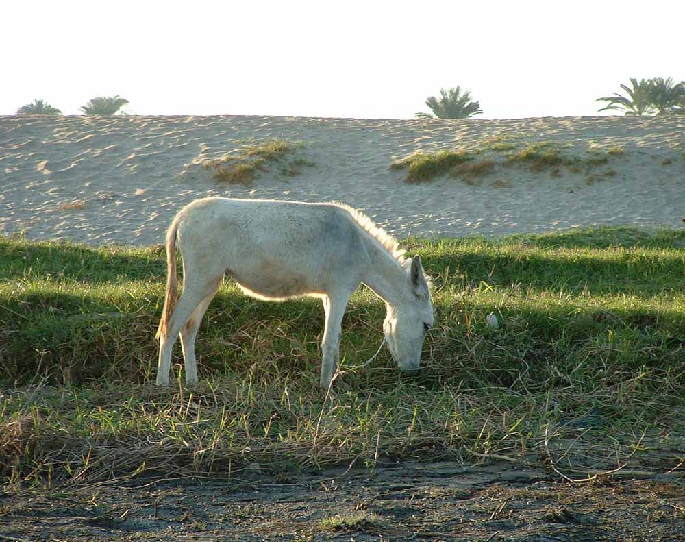 640 - Donkeys by the Nile - Luxor