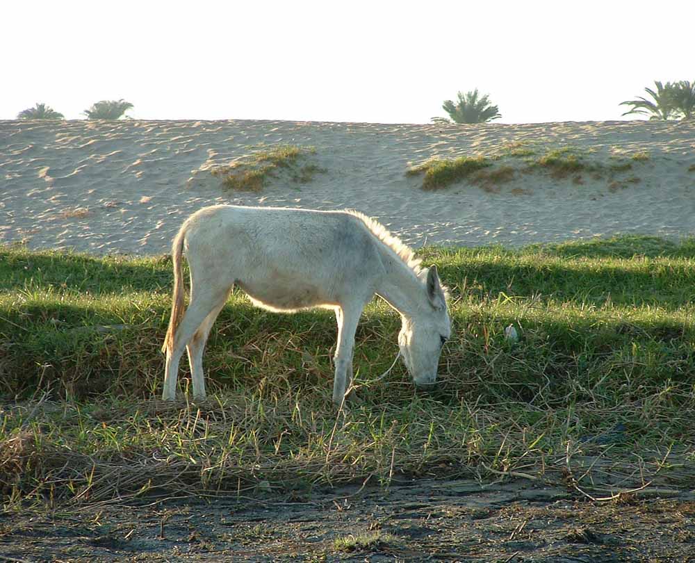 641 - Donkeys by the Nile - Luxor