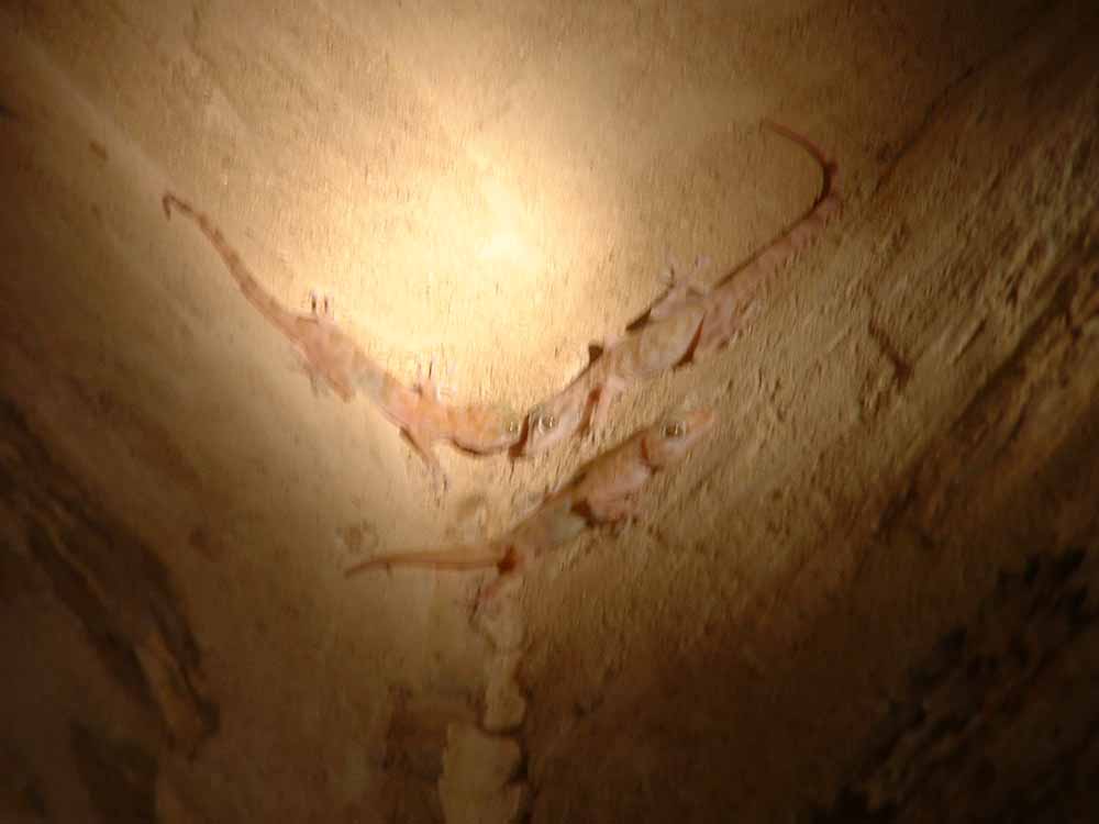 660 - Geckos in Nekhbet Temple of Amenhotep III - El-Kab