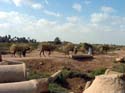 253 - Camel Train - Ashmunein