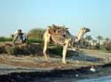 639 - Camel by the Nile - Luxor