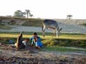 642 - Donkey by the Nile - Luxor